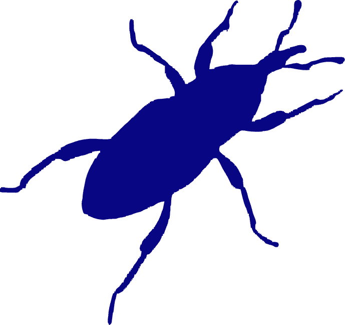 Scarabée